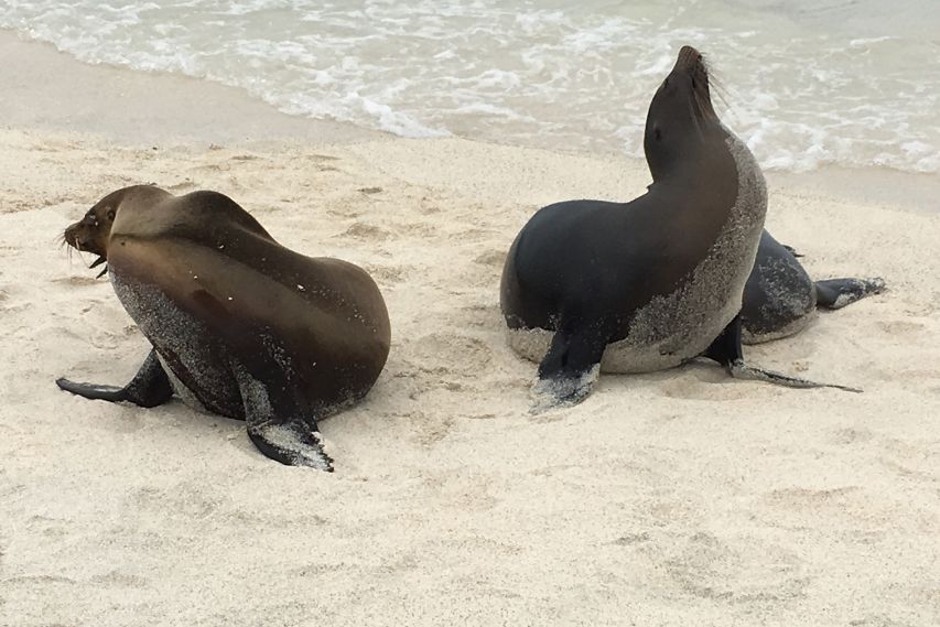 Galapagos, Summerschool